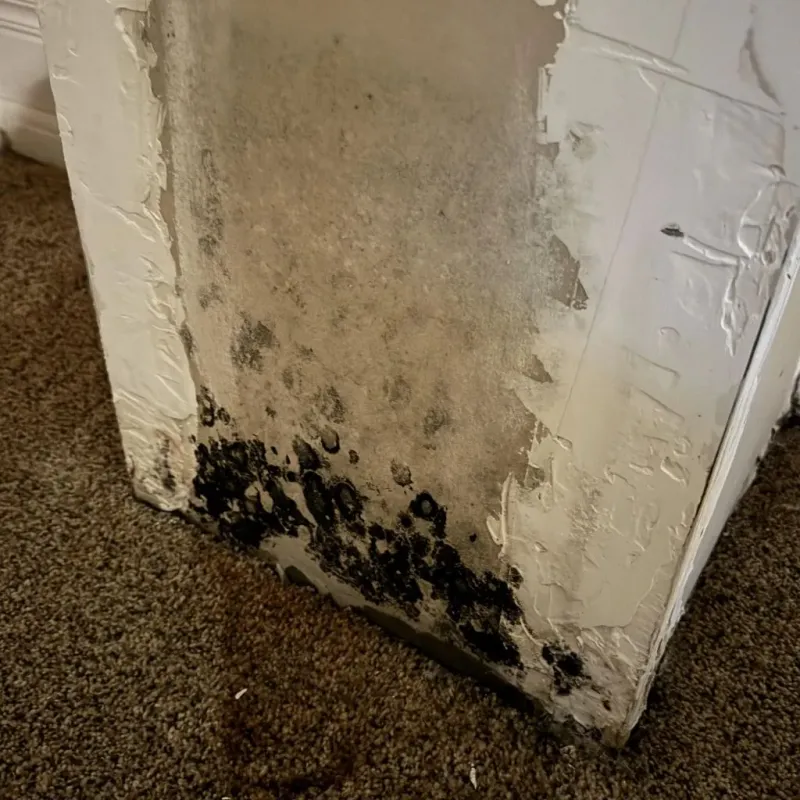 Professional Mold Removal in Rockland, MA